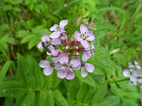 香花芥