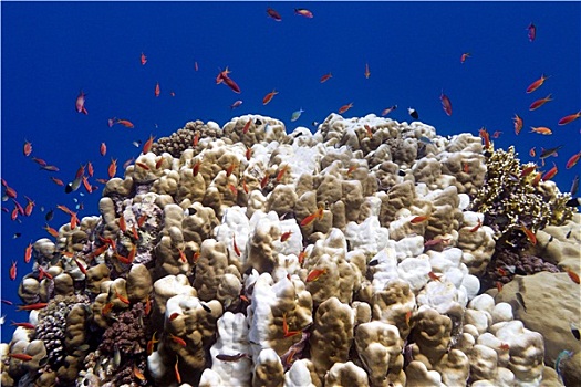 珊瑚礁,桌面珊瑚,珊瑚,异域风情,鱼,仰视,热带,海洋