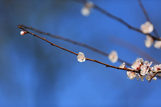 春天樱花