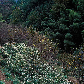 山地上种植的菊花和柿树