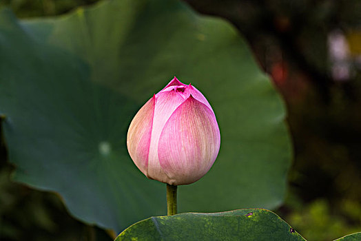 荷花花蕾