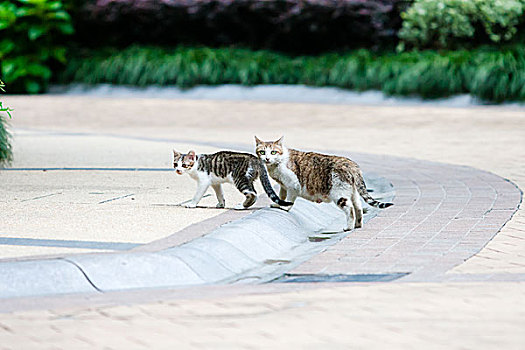 猫,两只猫,花园,道路