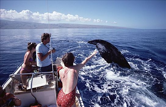 游客,注视,驼背鲸,大翅鲸属,鲸鱼,夏威夷