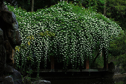 木香花