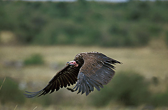 肉垂秃鹫,马赛马拉,公园,肯尼亚