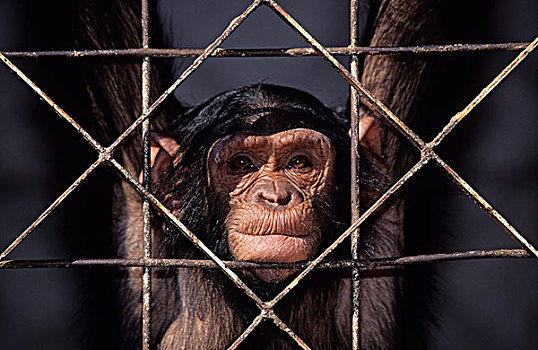 黑猩猩,类人猿,俘获