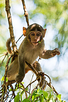 可爱的小猴子可爱的小猴子有爱的猴子有爱的猴子有爱的猴子