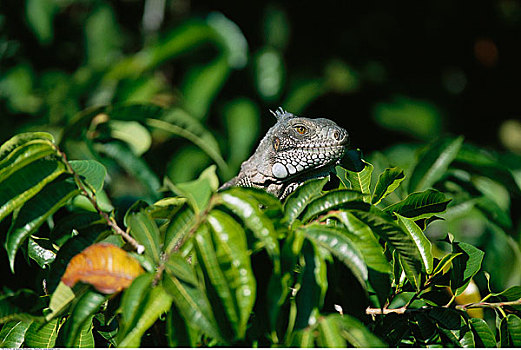 绿鬣蜥,潘塔纳尔,巴西