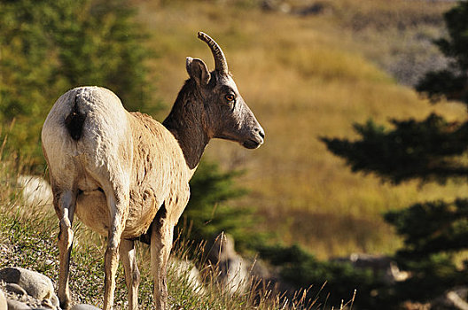 大角羊,碧玉国家公园,艾伯塔省,加拿大