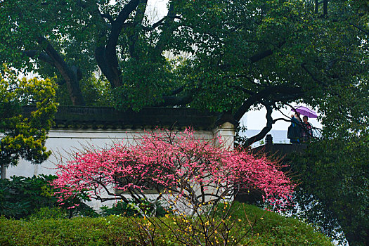 红梅,梅花,紫荆花,春色