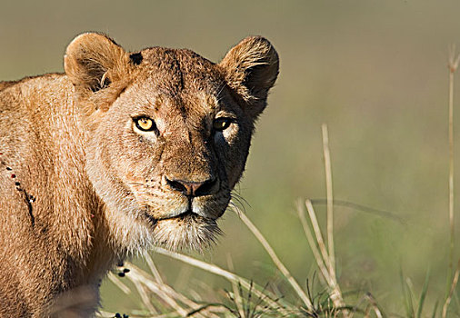 非洲狮,狮子,女性,恩戈罗恩戈罗火山口,恩戈罗恩戈罗,保护区,坦桑尼亚