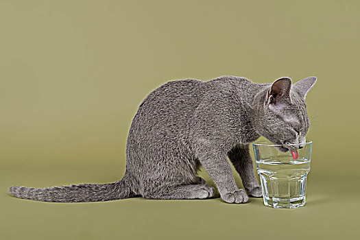 俄罗斯,蓝色,小猫,20周大,饮用水,玻璃