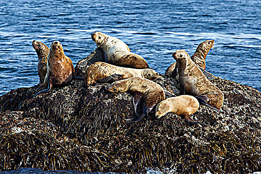 北海狮,科迪亚克岛,阿拉斯加,美国