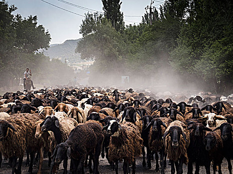 绵羊,牧群,吉尔吉斯斯坦,亚洲