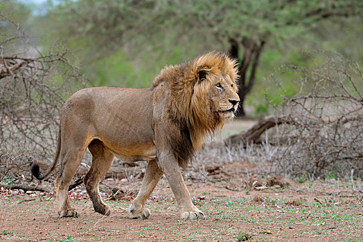 狮子,成年,雄性,走,克鲁格国家公园,南非,非洲