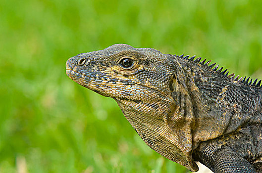 黑色,鬣蜥蜴,曼纽尔安东尼奥国家公园,省,蓬塔雷纳斯省,哥斯达黎加,北美