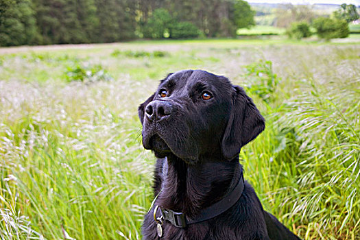 黑色拉布拉多犬,高草,诺森伯兰郡,英格兰