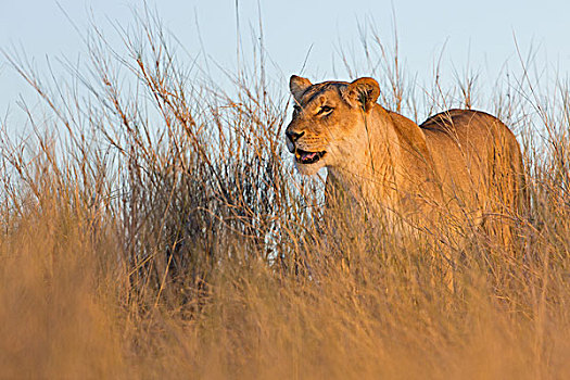 雌狮,狮子,沙丘,靠近,南非