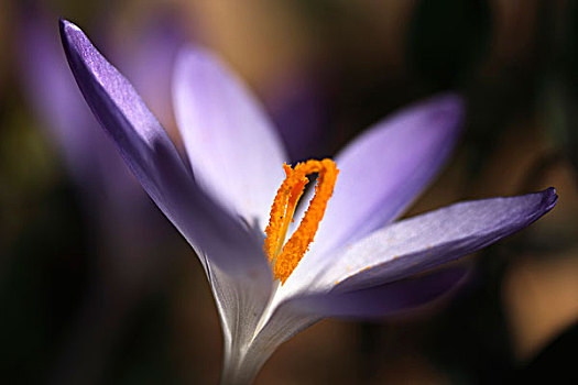 藏红花,雌蕊