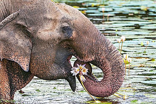 亚洲,亚洲象,象属,吃,荷花,国家公园,斯里兰卡