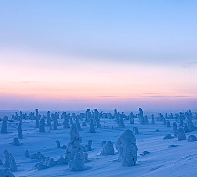 全景,冰冻,树,黄昏,国家公园,拉普兰,芬兰