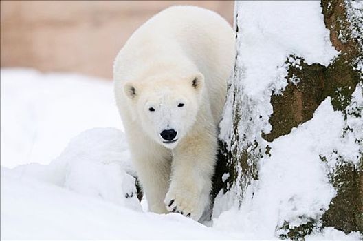 北极熊,雪中,正面