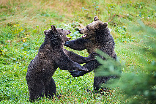 欧洲,棕熊,幼兽,争斗,巴伐利亚,德国