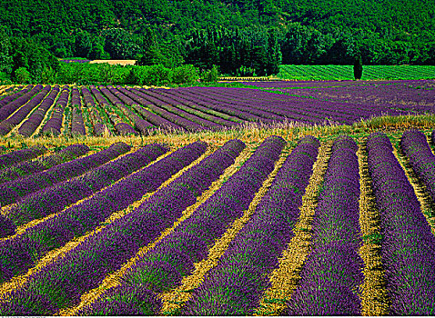 薰衣草种植区,靠近,阿维尼翁,普罗旺斯,法国