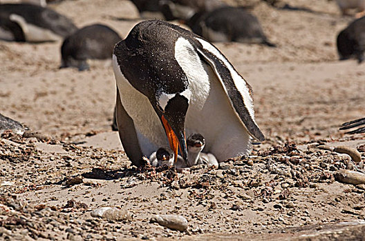 巴布亚企鹅,企鹅,成年,两个,幼禽,窝,颈部,紫檀木岛,西部,福克兰群岛,南大西洋