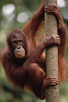 猩猩,黑猩猩,树,热带,低地,雨林,沙巴,婆罗洲