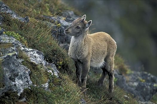 阿尔卑斯野山羊,羱羊,北山羊