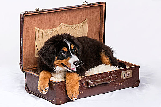 伯恩山犬,小狗,卧,手提箱