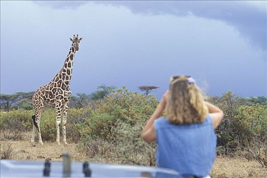 模糊,女人,摄影,网纹长颈鹿,长颈鹿,正面,肯尼亚