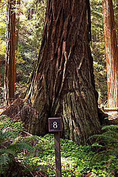 红杉,国家纪念建筑,加利福尼亚,美国