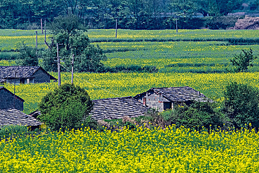 安徽省芜湖市响水涧油菜花田园乡村自然景观