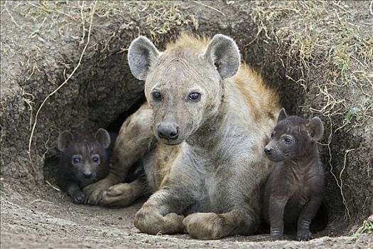 斑鬣狗,白天,老,幼兽,母兽,马赛马拉国家保护区,肯尼亚