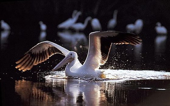 白鹈鹕,飞,开始,鸟,大沼泽地国家公园,佛罗里达,美国,北美,动物