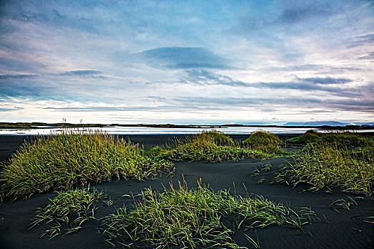 青草,遥远,黑沙,海滩,冰岛