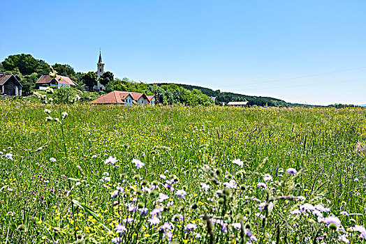 教堂,花,草地,布尔根兰,奥地利