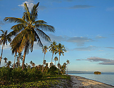 椰树,椰,树,岛屿,薄荷岛,菲律宾