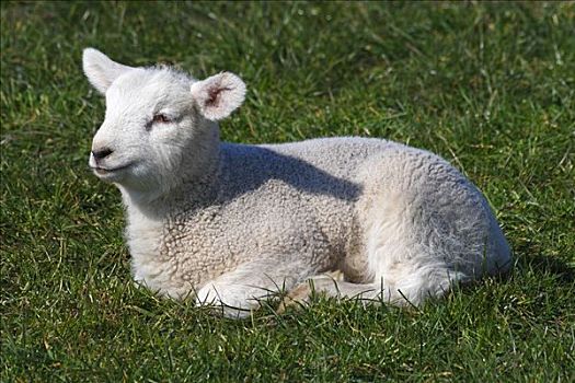 母羊,羊羔,年轻,家羊,绵羊