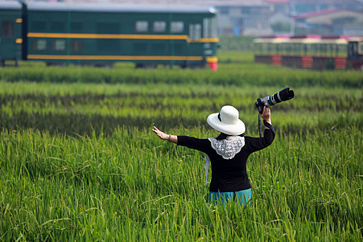 山东省日照市,秋天里的醉美风景,数千亩水稻即将迎来收获期