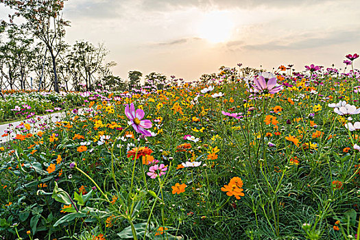 格桑花海