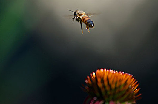 飞,蜜蜂