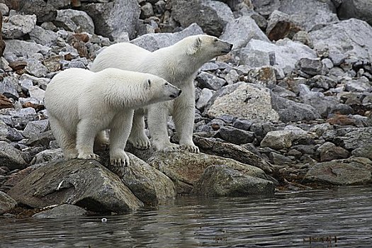 两个,北极熊,站立,海岸,极地,海洋,斯匹次卑尔根岛,挪威,欧洲