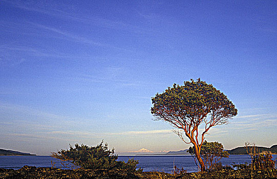 海湾群岛,树,不列颠哥伦比亚省,加拿大