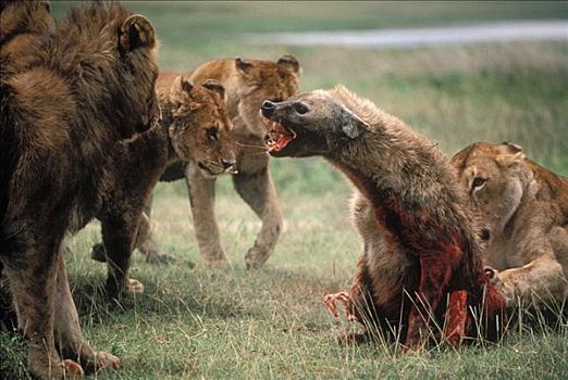 非洲狮,狮子,雌性,攻击,杀戮,斑鬣狗,塞伦盖蒂国家公园,坦桑尼亚