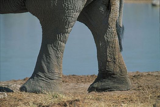 非洲,腿,纳米比亚,非洲象