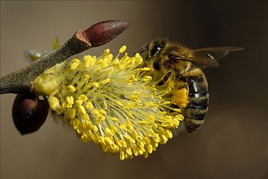 西部,蜜蜂,意大利蜂,收集,花粉,黄花柳,欧洲