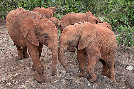 非洲象,救助,内罗毕,肯尼亚